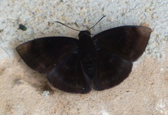 Aethilla echina coracina