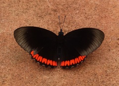 Biblis hyperia nectanabis