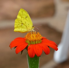 Phoebis neocypris neocypris