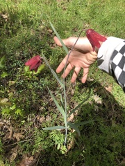 Fritillaria gentneri