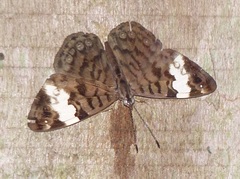 Ectima thecla thecla