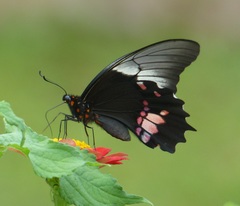 Heraclides anchisiades capys
