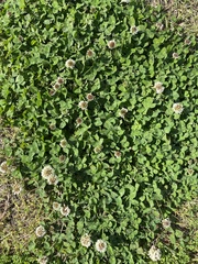 Trifolium repens