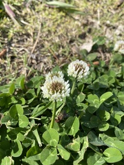 Trifolium repens