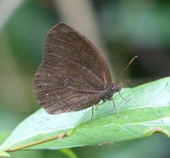 Godartiana muscosa