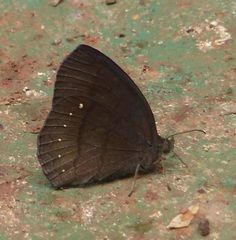 Forsterinaria quantius