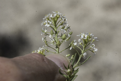 Lepidium alyssoides