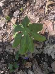 Podophyllum