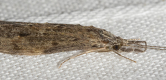 Oecetis cinerascens