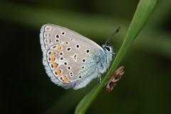 Polyommatus thersites