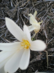 Crocus ochroleucus