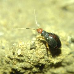 Orthonotus rufifrons