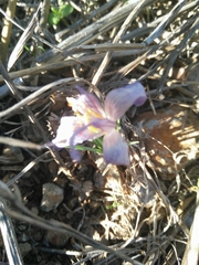 Crocus cancellatus