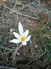 Crocus ochroleucus