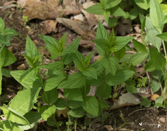 Spigelia marilandica
