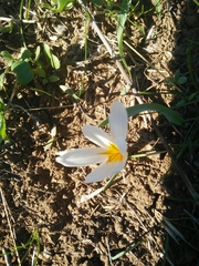 Crocus aleppicus