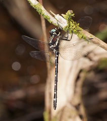 Eusynthemis guttata