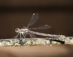 Austroargiolestes calcaris