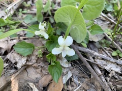 Viola