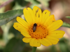 Acmaeoderella