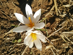 Crocus aleppicus