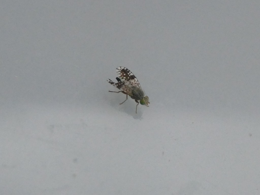 Tephritis pulchra