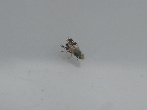 Tephritis pulchra