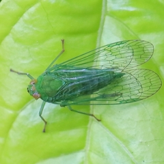 Cuernavaca herbida