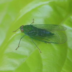 Cuernavaca herbida