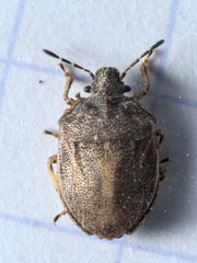 Podops inunctus