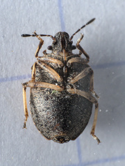 Podops inunctus