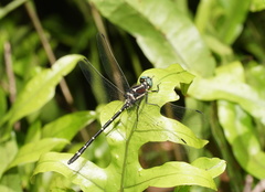 Eusynthemis guttata