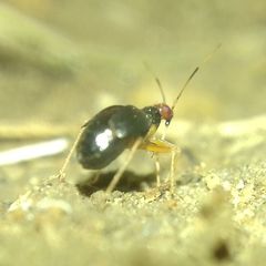 Orthonotus rufifrons
