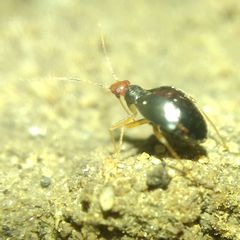 Orthonotus rufifrons