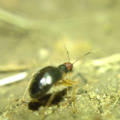 Orthonotus rufifrons