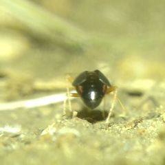 Orthonotus rufifrons