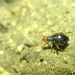 Orthonotus rufifrons