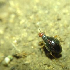 Orthonotus rufifrons