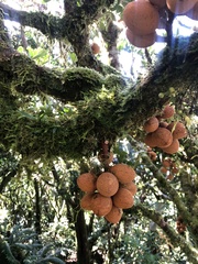 Dysoxylum pachyphyllum