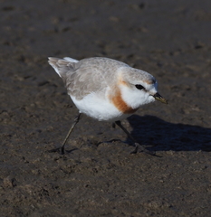 Charadrius pallidus