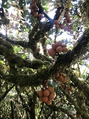 Dysoxylum pachyphyllum