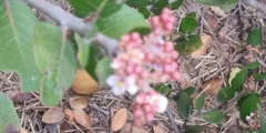 Rhus integrifolia