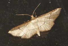 Hypolamprus ypsilon