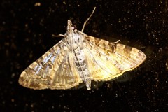 Dysallacta negatalis