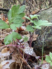 Hydrophyllum capitatum