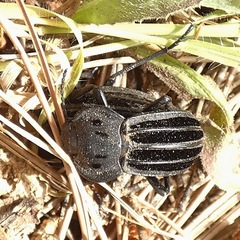 Alphasida holosericea