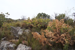 Rafnia amplexicaulis