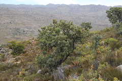 Rafnia amplexicaulis