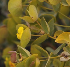 Rafnia amplexicaulis