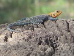 Agama lionotus